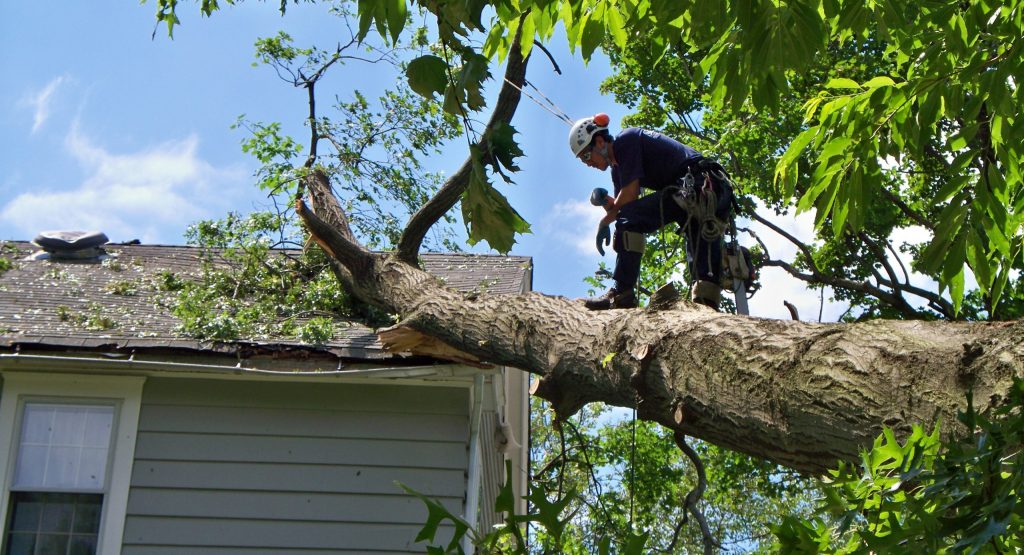 Best Tree Trimming Services