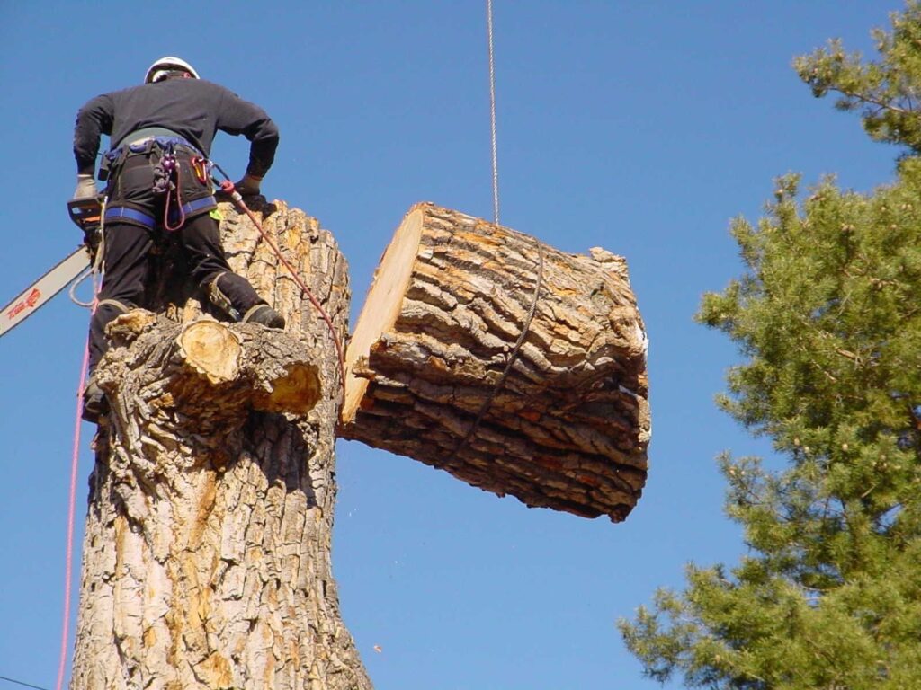 Tree Trimming services in Texas